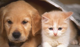 梦见被一群狗追着咬是什么意思（梦到被一群狗追着咬是咋回事）