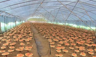 灵芝种植为什么选择种在椴木上 椴木灵芝栽培技术