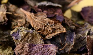 紫苏叶能泡水天天喝吗 紫苏叶平时可以泡水喝吗