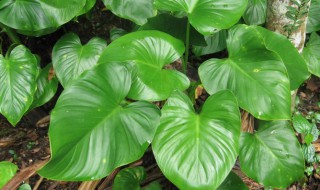 千年健的营养价值（千年健的营养价值乐哈健康网）