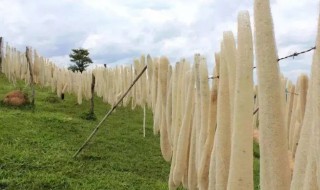 丝瓜络的营养价值（丝瓜络的营养价值和药用价值）