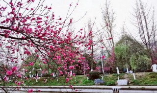 三峡大学桃花节时间（三峡大学桃花节几号）