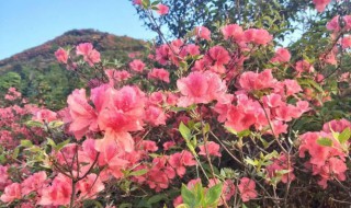 杜鹃花是什么季节开的 杜鹃花一般是什么季节开的