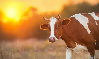 如何人工受精乳牛和小母牛 母牛用不用受精才会生小牛