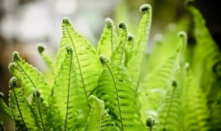 蕨类植物夏天怎么养（蕨类植物室外怎么过冬）