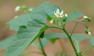 龙葵是什么植物 龙葵是什么植物啊