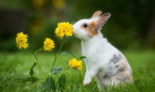 夏天兔子太热怎么办 兔子特别热怎么办