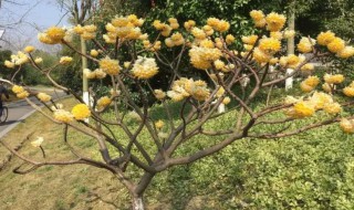 结香花什么时候扦插（结香花扦插繁殖方法和养护）