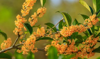 四季桂花多长时间一开花 四季桂几年开花?每个月都开花的桂花