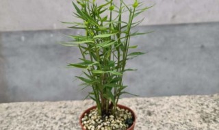 如何种植盆栽竹子（盆栽竹子怎么种植方法）