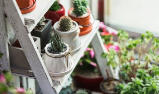 盆栽棕榈树怎么养 棕榈树能盆栽吗