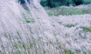 白茅和芦苇的区别 芦苇和巴茅