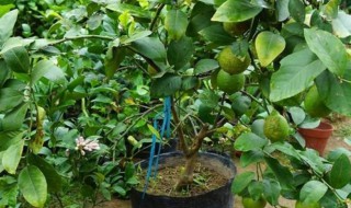 盆栽柠檬的种植方法 盆栽柠檬的种植方法和管理