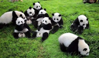 中国特有的动物（大熊猫被称为中国国宝,是中国特有的动物）
