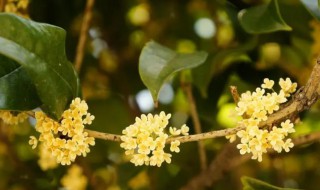 桂花几月开（桂花几月开什么季节）