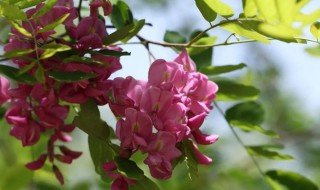 香花槐叶子发蔫发黄怎么办 香花槐树叶子发黄的原因