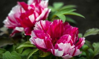 牡丹是花中之王吗 牡丹为何是花中之王