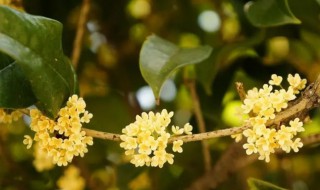 桂花几月开什么季节 桂花几月开什么季节开