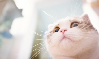 第一次养猫应该注意些什么（第一次养宠物猫需要注意什么）