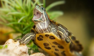 小乌龟多久喂一次食 家养小乌龟多久喂一次食