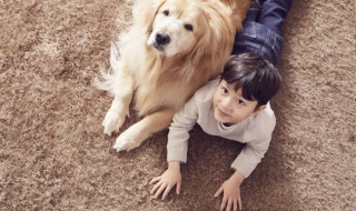 怎么做狗粮才有营养 自己怎么做幼犬狗粮