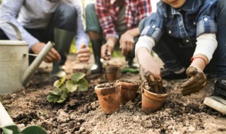 仙客来种植方法（仙客来种植方法和注意事项视频）