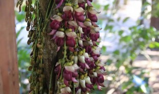 油麻藤种植方法（油麻藤生长环境）