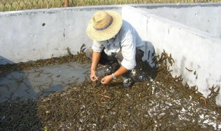 水蛭怎么养殖（家里养水蛭怎么养殖）