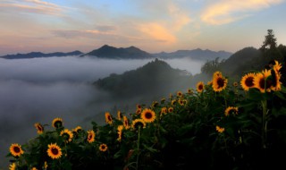 向日葵在古代的雅称 向日葵古称什么