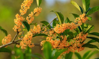 桂花的修剪时间和方法（桂花怎样修剪几月份修剪）