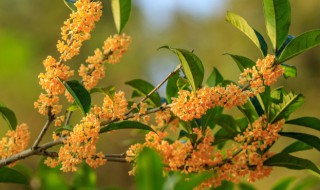 四季桂花盆景什么季节修剪好（盆栽桂花几月修剪最好）