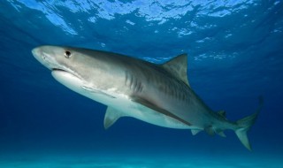 世界上最大的水族馆在哪里啊 世界上最好的水族馆