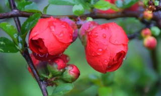 玫瑰海棠的种植方法 玫瑰海棠怎样移栽