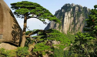 史上黄山有几棵迎客松（黄山哪座山有迎客松）