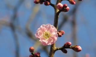 梅花树开花特点如何（梅花树生长特点是什么）