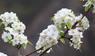 梨花树会结梨子吗 梨树有花吗