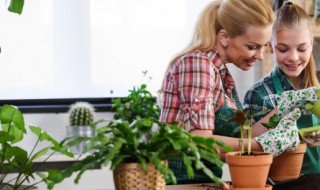 哪些植物适合在室内种植 室内适宜种植的植物有哪些?