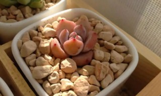 暖手贴里面的粉可以种多肉植物吗 暖宝宝粉可以用来养多肉