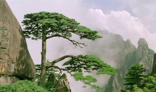 黄山贵宾迎客松在哪 迎客松在黄山哪里