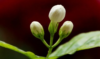 茉莉花出现叶子枯萎怎么办 茉莉花有枯叶怎么办