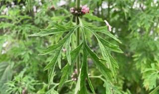 长得像艾草的是什么草（什么植物和艾草长得很像）