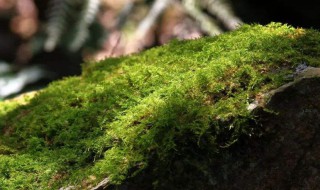 苔藓转水是什么（变水性 苔藓）