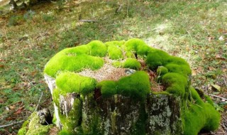 苔藓形态特征（苔藓植物形态特征）