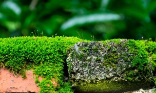 苔藓是什么植物 苔藓是什么植物类群