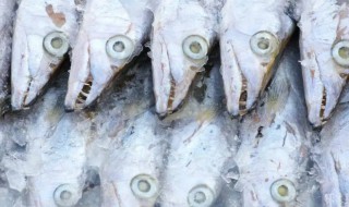 洗过的带鱼放冰箱可以放多久 带鱼放在保鲜里能放多久