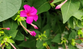 紫茉莉有什么种植方法 紫茉莉种植方法和注意事项