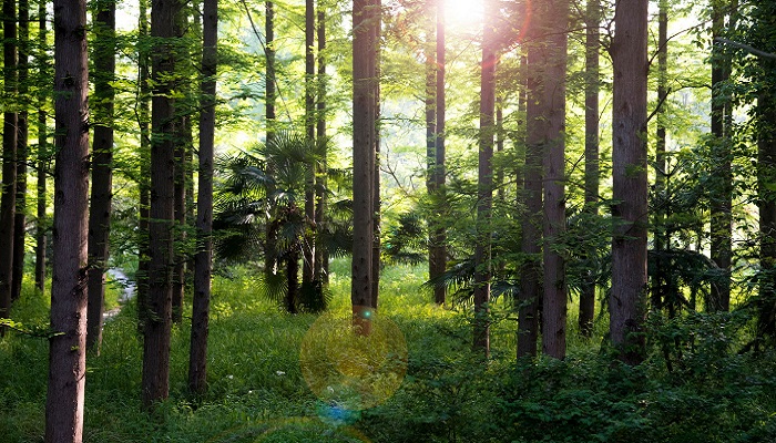 林深时见鹿海蓝时见鲸什么意思