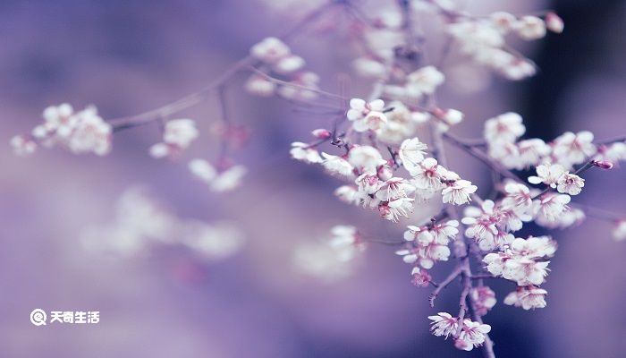 梨花带雨的诗句