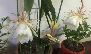 盆栽昙花是怎样养殖的（昙花怎样养殖好）