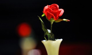 盆栽迷你玫瑰花怎么养 迷你玫瑰用什么花盆